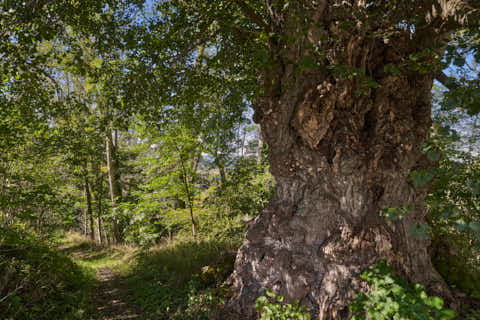 Gemeinde Kraiburg Landkreis Mühldorf Alte Linde Naturdenkmal (Dirschl Johann) Deutschland MÜ